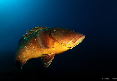 Agenzia/operatore Turistico Blue Diving Ustica